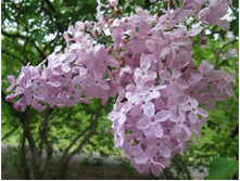 Hyacinthiflora Excel