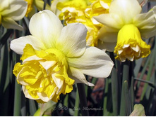 ������� ���� 12-14 �������� (5��)� ����� ���� 318,06 ���. ����� ���� 270,35 ���.jpg