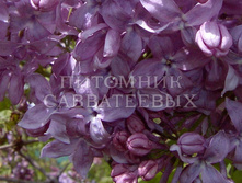 Hyacinthiflora Lavander Lady