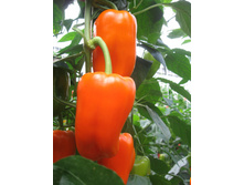 ����� ���������-����������� �1 - 9,30 ���. - 10 ��.jpg