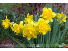 ������� ������ ����� 12-14 �������� (5��) ������ ���� 136,18 ���. ����� ���� 115,75 ���.jpg