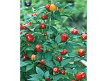 ����� ������������� ��������� 6 ���. - 0,1 ��.jpg