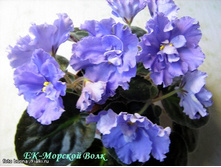 ������� ����.jpg