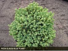 Picea (���) gl. Blue Planet P10.5 20-25cm 2.82