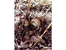 IMG 20160910 114555.jpg