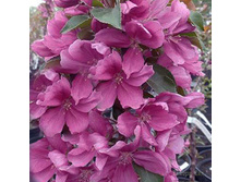 ������ ������� ������.jpg