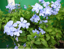 ���������  �������