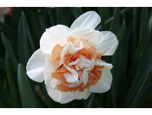 ������� �������� 12-14 �������� (5��) ������ ���� 201,88 ���. ����� ���� 171,60 ���.jpg