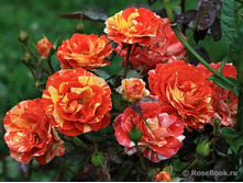 Oranges 'n Lemons-6,56