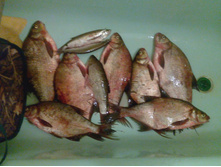 ��� ����)