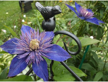 ������ ���, ����� ���� �������