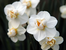 ������� ��������� 12-14 �������� (5��) ������ ���� 144,75 ���. ����� ���� 123,04 ���.jpg