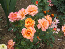 ��� ��� �� (��������)