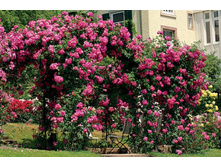 American Pillar-11,93