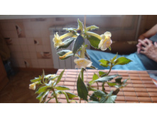 Limoncello( �������� � 2016 �)