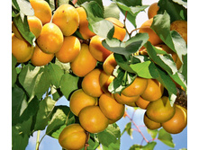 ������� ����.jpg