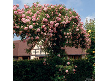 ����� Paul Noel.jpg