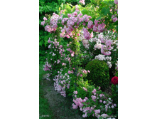 ����� Super Fairy 140��-30,42