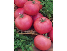 ����� ����� - 5,60 ���. - 0,2 ��.jpg