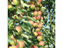 ������ ������ ���������-230�.jpg