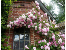 Tausendshon ( Beauty Thousand)-���� 2