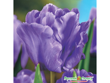 ������� ��� ������ 154,5 ���. ��. (� ��� 5 ��.) �������� � ���� � ���������. ����� ����������� ��������. ������ 1 ��� 2 �������� ��� �����.jpeg