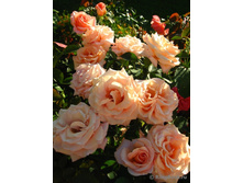 ����� Warm Wishes 110 ��-	23,66