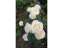 Frederic Chopin-6,56