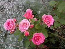 ������� ���� ����