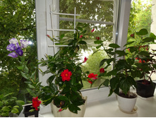 ������� . ���������� ������� . ������� �������� ��������