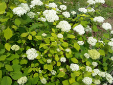 ��������� (������ ��������)