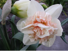 ������� ���� ����� 12-14 �������� (5��) ������ ���� 212,36 ���. ����� ���� 180,51 ���.jpg