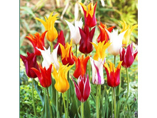 ������� ����� ������������ 11-12 ����������� (10��) ���� 187,6 ���..jpeg