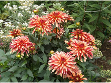 ������� ��� ����