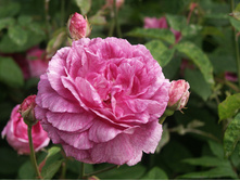 ������ ������ Tour de Malakof