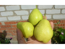 ����� ��������-160�.jpg