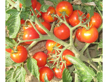 ����� ����� - 6,2 ���. - 0,2 ��.jpg