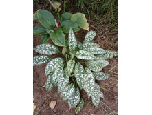 �������� ����