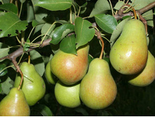 ����� ����������-160�.jpg