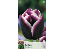 Tulipa Jackpot