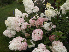 ��������� ������� �����