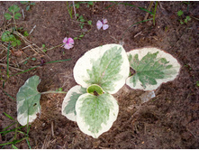 ������� �����������