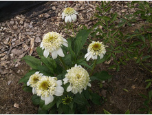 �������� ��������