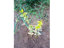 ��������� ������� ����