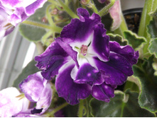 ��-��������