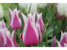 ������� ������� 11-12 ����������� (10��) ������ ���� 231,41 ���. ����� ���� 196,70 ���.JPG