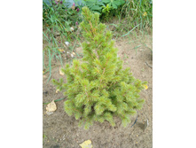 ������ ������