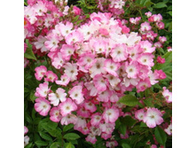 Magic d'Orient-10,14