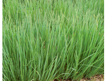 ��� ����� ������� - 5,60 ���. - 0,5 ��..jpg