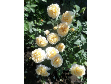 ����� Miss Fine	110 ��	23,66